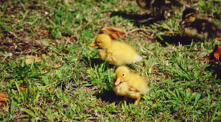 Two Yellow Baby Ducks on a Green Grass 