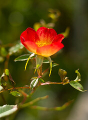 Obraz na płótnie Canvas Beautiful wild red rose flower on a sunny warm day 