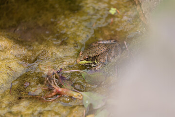 frog