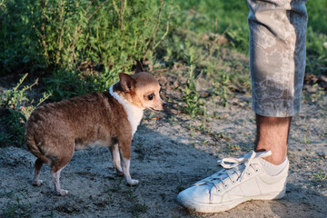Small dog and male leg outdoors. Chihuahua size compared to human foot.