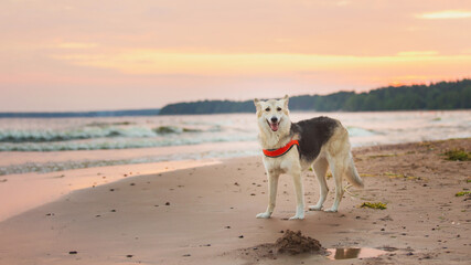 Beautiful dog walking at beach near water