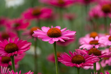 Fototapeta premium echinacea or coneflowers in bloom