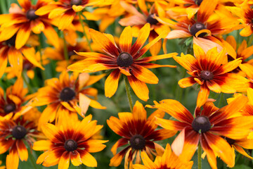 yellow and orange rudbeckia (?) flowers