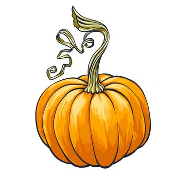 Hand drawn digital image of colorful pumpkin. Stock illustration of thanksgiving vegetable.