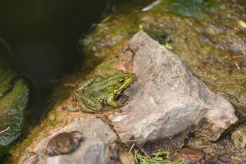 frog on a squarish stone on a hot, humid summer day