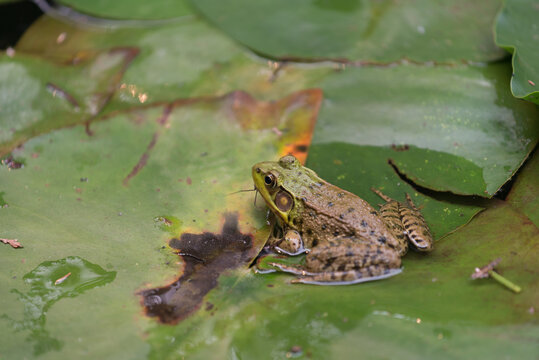 frog in a natural spring pond