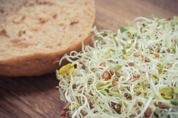 Alfalfa and radish sprouts with bread or roll. Healthy addition to sandwiches. Source vitamins and minerals