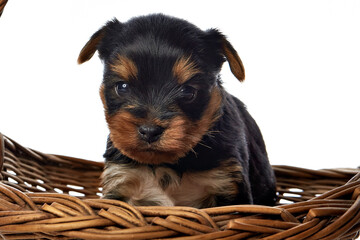 yorkshire terrier puppies in a basket on a white background