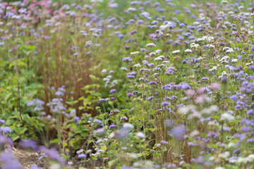 field of ageratum flowers