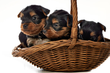 yorkshire terrier puppies in a basket on a white background