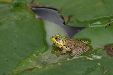 side view of a frog sitting peacefully on a lily pad