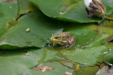 frog on a leaf