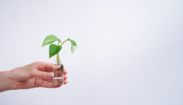 Female hand holding young shoot plant Golden pothos,Epipremnum aureum,Devils Ivy,Ivy Arum,Ceylon Creeper with roots glass bottle with water white background,copy space.Reproduction plants by cuttings.