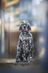 A cute male english setter standing with his front paws on the border and holding a purple tulip in his teeth against the backdrop of blue glass facades of city buildings
