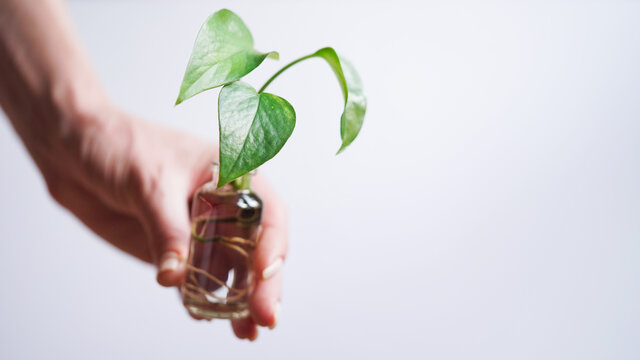 Female hand holding young shoot plant Golden pothos,Epipremnum aureum,Devils Ivy,Ivy Arum,Ceylon Creeper with roots glass bottle with water white background,copy space.Reproduction plants by cuttings.