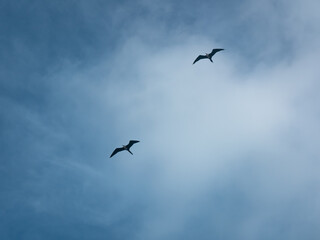 The Man o' War (Magnificent Frigatebird), a Seabird Flying Against the Backdrop of the Blue Sky