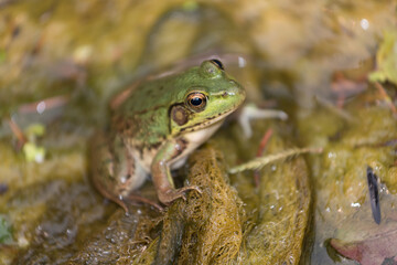 frog resting on decaying seaweed