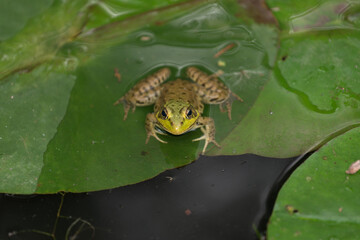 frontal view of a frog in a pond
