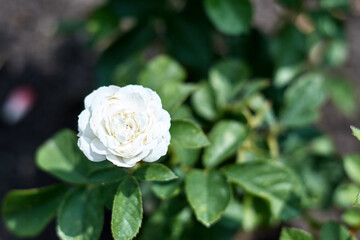 Photo of one white rose, top view, against a background of greenery. 3D image with shallow depth of field.