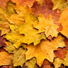 Autumn maple leaves on ancient texture. Falling leaves natural background. Seasonal background.