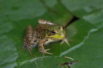 frog on lily pads - three-quarters view