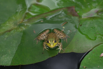 frog on lily pad partly submerged in water - frontal pose