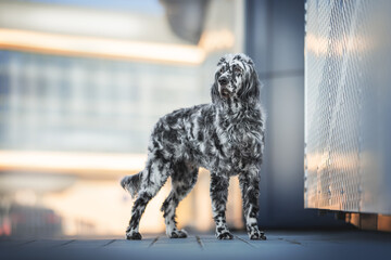 A cute male english setter standing on the path near the metal wall against the backdrop of blue...