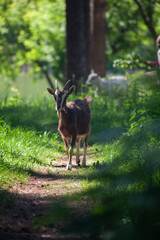 roe deer in the woods