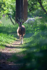 deer in the forest