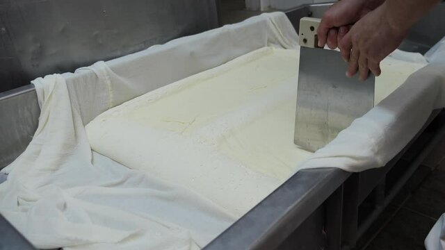 Worker hand cutting fresh cheese just strained from the whey - close up