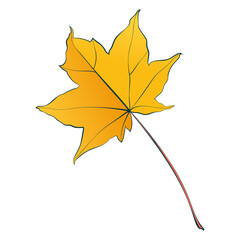 Botanical maple autumn leaves isolated on white background. Simple cartoon flat style vector illustration.