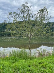 tree on the lake