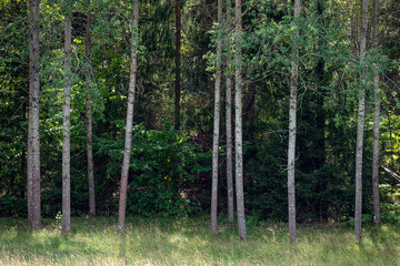 trees in the forest, nacka, sverige, sweden, stockholm