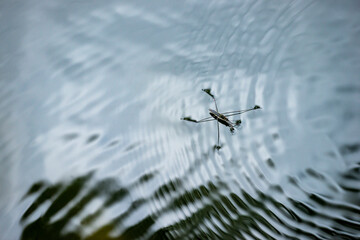 water fleas in the lake, nacka, sverige, sweden, stockholm