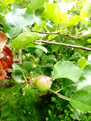 Fototapeta premium apples on a tree