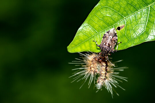 ฺBarberos, vinchucas, pitos, chipos, assassin bug is killing a butterfly caterpillar.