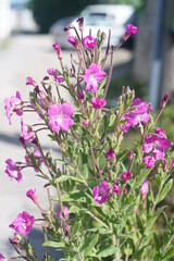 pink flowers in a garden