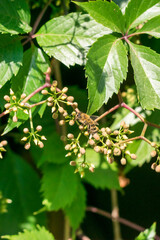 Bees collect pollen from wild grape flowers.