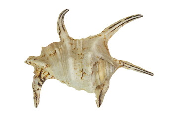 Large horned seashell with brown stripes on white isolated backg