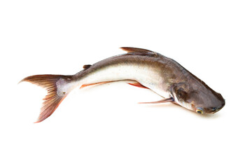 Catfish ,Siriped Catfish,Pangasianodon hypophthalmus, isolated on the white background.