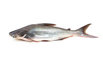 Catfish ,Siriped Catfish,Pangasianodon hypophthalmus, isolated on the white background.
