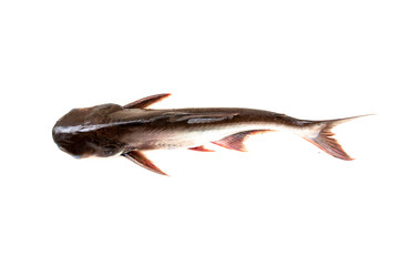 Catfish ,Siriped Catfish,Pangasianodon hypophthalmus, isolated on the white background.