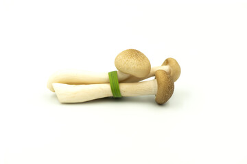 Brown beech mushroom to tied with pandan leaves isolated on the white background