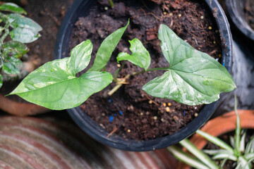 Garden plants nature background  of green leaves