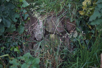 Rock wall