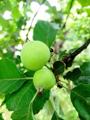 green apples on a tree