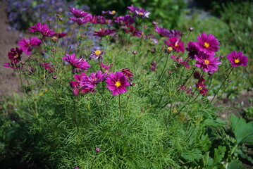 flowers in the garden