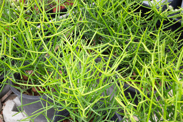 Tropical plant pot sale in green market