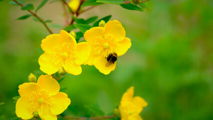 Bee feeding on pollen and nectar in a St John's Wort yellow garden flower