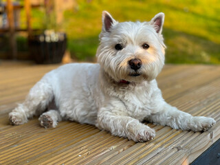 A cute white west highland terrier dog lying on wooden decking in the evening